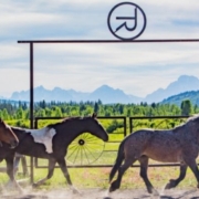 Horses running past the stables at Turpin Meadow Ranch.