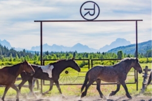 Horses running past the stables at Turpin Meadow Ranch.