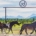 Horses running past the stables at Turpin Meadow Ranch.