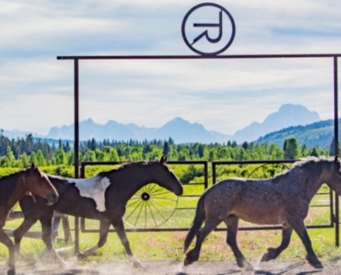 Horses running past the stables at Turpin Meadow Ranch.