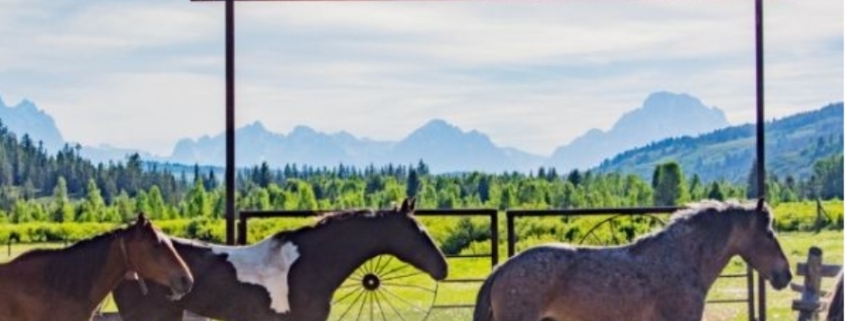 Horses running past the stables at Turpin Meadow Ranch.